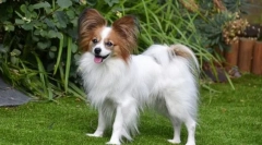 Papillon